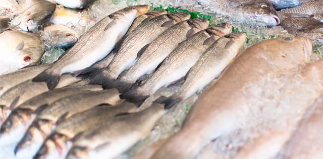 PESCADOS ESPECIALES
SPECIAL FISH